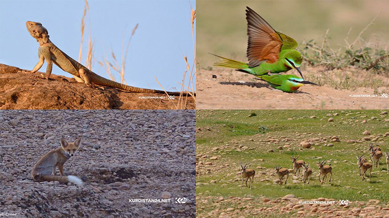 Fotoğraflarla Germiyan bölgesinde yaban hayatı